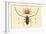 Herlequin Beetle, 1833-39-null-Framed Giclee Print