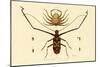 Herlequin Beetle, 1833-39-null-Mounted Giclee Print