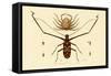 Herlequin Beetle, 1833-39-null-Framed Stretched Canvas