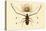 Herlequin Beetle, 1833-39-null-Stretched Canvas