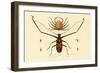 Herlequin Beetle, 1833-39-null-Framed Premium Giclee Print