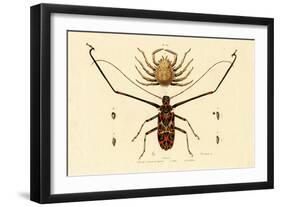 Herlequin Beetle, 1833-39-null-Framed Premium Giclee Print