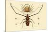 Herlequin Beetle, 1833-39-null-Stretched Canvas