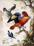 Four Birds in Wood-Herman Henstenburgh-Laminated Giclee Print