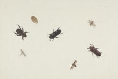 Five Butterflies (W/C & Gouache)-Herman Henstenburgh-Mounted Giclee Print
