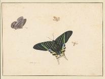 Three Butterflies (W/C & Gouache)-Herman Henstenburgh-Giclee Print
