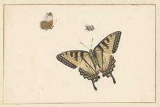 Three Butterflies (W/C & Gouache)-Herman Henstenburgh-Giclee Print