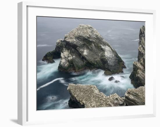 Hermaness National Nature Reserve on Island Unst. Hermaness Reserve with Colony of Northern Gannet-Martin Zwick-Framed Photographic Print