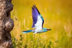 Bluethroat singing as a courtship display, Germany-Hermann Brehm-Framed Photographic Print