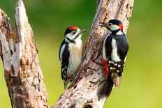 Great spotted woodpecker on tree trunk, Germany-Hermann Brehm-Photographic Print