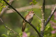 Nightingale singing, Germany-Hermann Brehm-Photographic Print