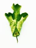A Green Oak Leaf-Hermann Mock-Photographic Print