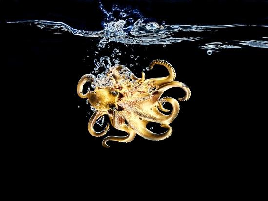 Premium Photographic Print, , large