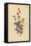 Hermannia Confusa (Fine-Leaved Hermannia, Hermannia Tenuifolia)-Sydenham Teast Edwards-Framed Stretched Canvas