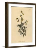 Hermannia Confusa (Fine-Leaved Hermannia, Hermannia Tenuifolia)-Sydenham Teast Edwards-Framed Giclee Print