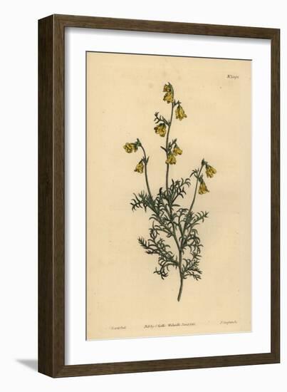 Hermannia Confusa (Fine-Leaved Hermannia, Hermannia Tenuifolia)-Sydenham Teast Edwards-Framed Giclee Print