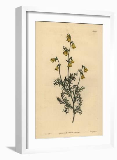 Hermannia Confusa (Fine-Leaved Hermannia, Hermannia Tenuifolia)-Sydenham Teast Edwards-Framed Giclee Print