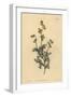 Hermannia Confusa (Fine-Leaved Hermannia, Hermannia Tenuifolia)-Sydenham Teast Edwards-Framed Giclee Print