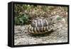 Hermannos Tortoise-null-Framed Stretched Canvas