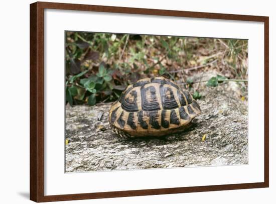 Hermannos Tortoise-null-Framed Photographic Print