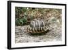 Hermannos Tortoise-null-Framed Photographic Print
