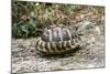 Hermannos Tortoise-null-Mounted Photographic Print