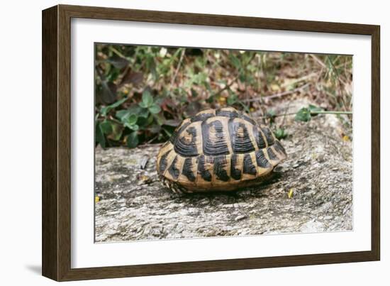 Hermannos Tortoise-null-Framed Photographic Print