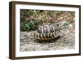 Hermannos Tortoise-null-Framed Photographic Print