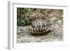 Hermannos Tortoise-null-Framed Photographic Print