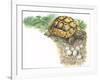 HermannS Tortoise Testudo Hermanni with its Eggs-null-Framed Giclee Print