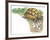 HermannS Tortoise Testudo Hermanni with its Eggs-null-Framed Giclee Print