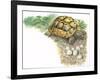 HermannS Tortoise Testudo Hermanni with its Eggs-null-Framed Giclee Print