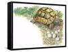 HermannS Tortoise Testudo Hermanni with its Eggs-null-Framed Stretched Canvas