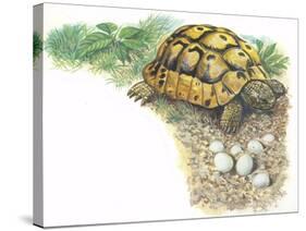 HermannS Tortoise Testudo Hermanni with its Eggs-null-Stretched Canvas