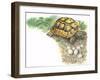 HermannS Tortoise Testudo Hermanni with its Eggs-null-Framed Giclee Print