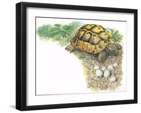 HermannS Tortoise Testudo Hermanni with its Eggs-null-Framed Giclee Print