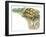 HermannS Tortoise Testudo Hermanni with its Eggs-null-Framed Giclee Print