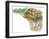 HermannS Tortoise Testudo Hermanni with its Eggs-null-Framed Giclee Print