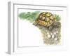 HermannS Tortoise Testudo Hermanni with its Eggs-null-Framed Giclee Print