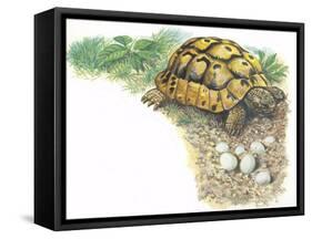 HermannS Tortoise Testudo Hermanni with its Eggs-null-Framed Stretched Canvas
