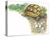HermannS Tortoise Testudo Hermanni with its Eggs-null-Stretched Canvas