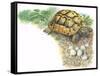 HermannS Tortoise Testudo Hermanni with its Eggs-null-Framed Stretched Canvas