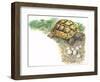 HermannS Tortoise Testudo Hermanni with its Eggs-null-Framed Giclee Print