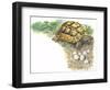 HermannS Tortoise Testudo Hermanni with its Eggs-null-Framed Giclee Print