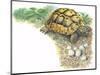 HermannS Tortoise Testudo Hermanni with its Eggs-null-Mounted Giclee Print