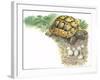 HermannS Tortoise Testudo Hermanni with its Eggs-null-Framed Giclee Print