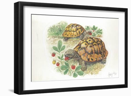 HermannS Tortoises Testudo Hermanni Eating-null-Framed Giclee Print