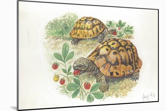 HermannS Tortoises Testudo Hermanni Eating-null-Mounted Giclee Print