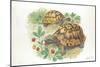 HermannS Tortoises Testudo Hermanni Eating-null-Mounted Giclee Print