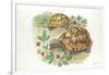 HermannS Tortoises Testudo Hermanni Eating-null-Framed Giclee Print